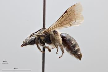 Media type: image;   Entomology 773793 Aspect: habitus lateral view